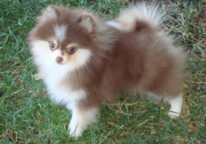 Affectionate Pomeranian Puppies for adoption