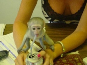 CHARMING BABY CAPUCHIN MONKEYS AVAILABLE FOR ADOPTION