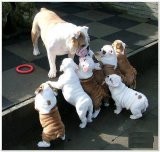 CUTE ENGLISH BULLDOG PUPS BOTH SEX READY FOR X-MASS PRESENT