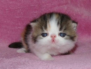 persian kitten for any loving home (text us at (509) 732-7542 )