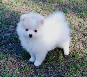 2 Teacup Pomeranian Puppies Available