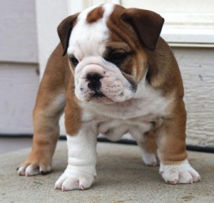 English bulldog puppies for sale now at affordable price