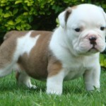 english bulldog for adoption