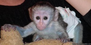 **Beautiful boy and girl baby Capuchin Monkeys for Adoption this Xmas***
