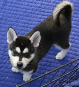 Siberian Husky Puppies ( Blue Eyes ) READY For ReHome