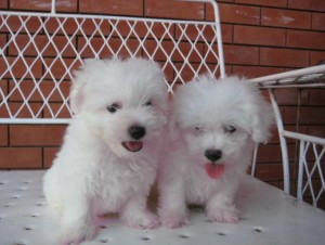 Bichon frise puppies ready(new christmas famliy members)