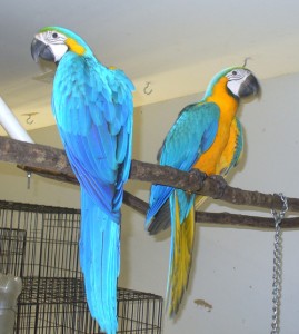 MACAW PARROTS FOR X-MASS