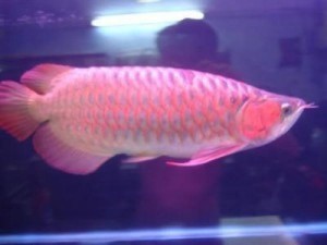 Healthy Aquarium Arowana fishes available for sale