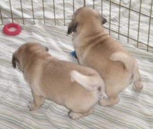 **AKC Male and Female Pug Puppies For Adoptipon to lovely homes***