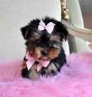 Akc Registered Toy Teacup Maltese Puppies For Good Home This X-Mass