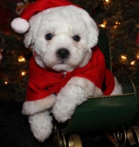 Xmass Bichon Frise Puppies Available To Go.