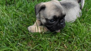 pug Puppies Ready For Adoption!!!