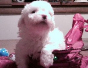Playful Bichon Frise Puppies For Sale ....Xmass Now.