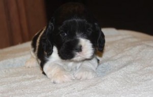 Good Looking Cocker Spaniel Puppies For Sale.