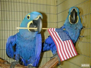 Cute and lovely Hyacinth macaw parrot for free Adoption