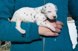 Dotted Black And White Dalmatian Puppies For Sale.