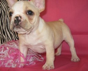 Gorgeous French Bulldog Puppies For Sale.Gorgeouse French Bulldog Puppies For Sale.