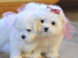 Maltese puppies ready(new christmas famliy members)