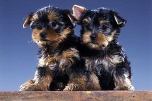 new liter yorkies for adoption