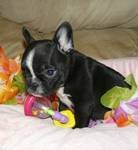 hi 12 weeks old french bulldog puppies Male and female for good homes