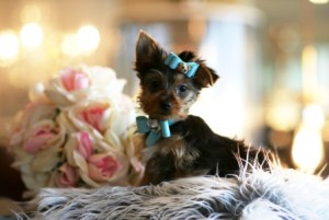 TEACUP YORKIE PUPPIES FOR ADOPTION