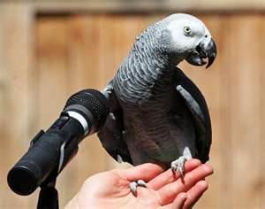 AFRICAN GRAY PARROTS SUITABLE FOR A LOVELY XMAS PRESENT