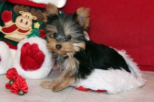 ? ?Micro  Super Cute Charming T-cup Yorkie  Puppies Available X-mass??