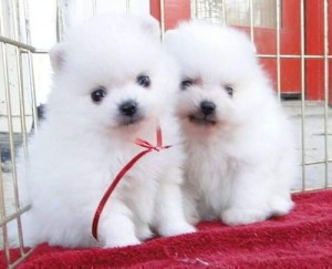 Healthy Male and Female Teacup  Xmax pomeranian Puppies Ready Now,For free adoption,Text us via phone #(541) 896-7839
