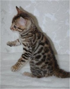 Excellent Bengal kittens Available For Sale