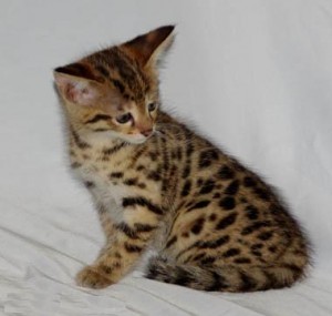 Great Personality Xmas Male And Female Savanah Kitten For Sale