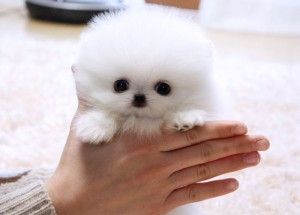 WHITE AND BLACK POMERANIAN PUPPIES FOR ADOPTION