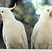 Umbrella White Cockatoo male and female for sale