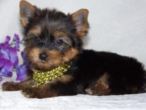 ? ? ?? ? TWIN AKC REG TEACUP YORKIE PUPPIES FOR FREE ADOPTION? ?? ? ?? ?