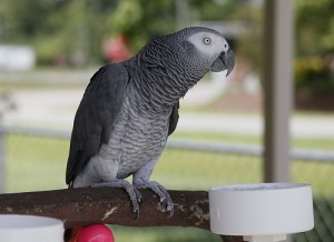 Female African Grey Parrot