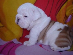 Xmas english bulldog puppies for adoption