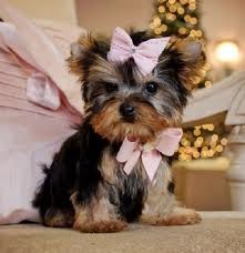 ADORABLE  TEACUP YORKIE PUPPIES FOR A NEW HOME....