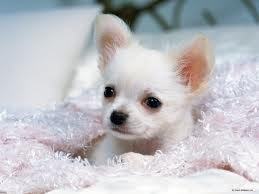 your X-Mass Tea Cup Chihuahua text now at (307)271-6715