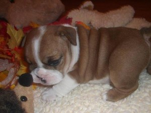 English bulldog puppies need homes  Text us (719) 602-3615