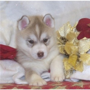 Lovely Siberian Husky  Puppies For X-mas