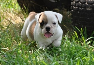 Fawn English Bulldog puppies now available for loving and caring homes.