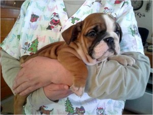 `~~~~~Akc English Bulldog Puppies~~~~~