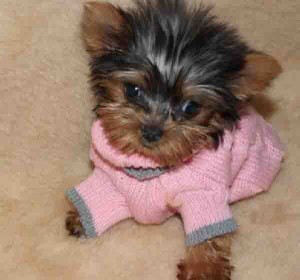 Affectionate Charming x-mass teacup Yorkie puppies for adoption..