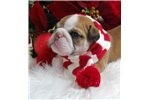 Xmas English Bulldog puppies Ready for new homes