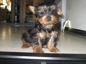 splendid x mas yorkie puppies for adoption