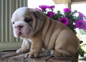 Outstanding ~Intelligent  and Charming English Bulldog Puppies For X-Mas