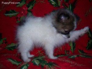 fantastic tinny teacup Pomeranian puppies for Christmas contact asap with cell number so we can rich you asap.