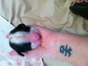 Saint Bernard puppies!!