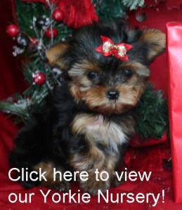 Lovely cristmas Yorkie Puppies Match 4 You will match you with your per