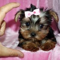*Re-home* Baby face Yorkie teacup puppies for new homes(M&amp;F)