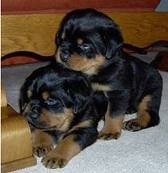 outstanding male and female rottweillers for x-mas